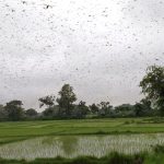 २४ जिल्लामा फैलियो सलह, कता छन् ठूलो झुण्ड ?