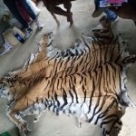 बाँकेमा बाघको छाला र हड्डीसहित एक पक्राउ