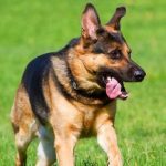 कुकुर मारेको आरोपमा एक युवक पक्राउ