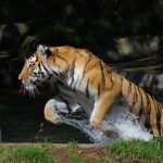 बाँकेको नरैनापुरमा पनि बाघको आतंक शुरु, एक जनालाई खायो