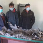 चितुवाको छाला र हड्डीसहित ३ जना पक्राउ