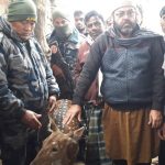 नरैनापुरको जमुनाहाबाट माउ हरिणको उद्धार