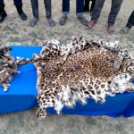 बाँकेमा पाटे बाघको छालासहित ४ जना पक्राउ