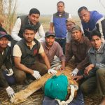 आक्रमणकारी बाघ नियन्त्रणमा