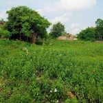 अदालतको आदेश : फुल्टेक्रा तलाउमा भौतिक संरचना निर्माण नगर्नु
