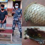 सशस्त्र प्रहरीद्धारा दुलर्भ वन्यजन्तुको सालक सहित एकजना पक्राउ