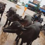 नेपालगन्ज काेरियनपुरबाट अबैध रांगा नियन्त्रणमा