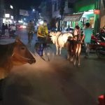 नेपालगन्जमा छाडा चाैपायाकाे बिगबिगी, दैनिक दुर्घटना निम्तिदै