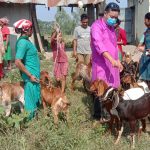 राप्तीसोनारीका २५ कृषकलाई ५० वटा बाख्रा वितरण