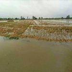 बर्दियाका किसानलाई राहत दिने घोषणा
