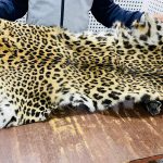 चितुवाको छालासहित दुई जना पक्राउ