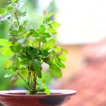 आज हरिशयनी एकादशी, तुलसीका बिरुवा सारिंदै