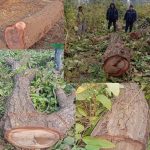 हजरत सामुदायिक वनमा कटान गरिएको ५०.१० क्यूफिट सालकाे काठ फेला