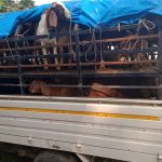 छ लाख बढिको खसीबोका र गाडीसहित बर्दियामा एक व्यक्ति पक्राउ