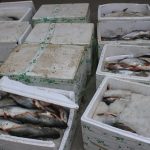 ट्राफिक चोकबाट चार सय केजी प्रयास माछा बरामद