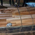 वन रक्षकबाटै रूख काट्न लगाई भारतबाट अवैध काठ तस्करी