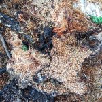 डुडुवा-६ स्थित पहाडीयनपुर्वाको एक घरमा आगलागी