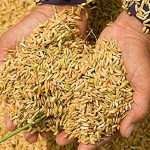 बाँकेमा धान खेत घट्यो, उत्पादन बढ्यो