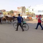 उपमहानगरको देखाउने कार्य मात्र भयो छाडा चौपाया नियन्त्रण !