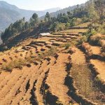 कर्णालीमा २८ प्रतिशत खेतीयोग्य जमिन बाँझै