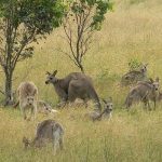 अस्ट्रेलियामा यस वर्ष ५० लाख कङ्गारु मारिने सरकारको निर्णय