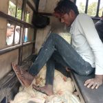ठुलो संख्यामा अवैध भारतीय कुखुरा नियन्त्रणमा, कारवाहीको माग गर्दै निवेदन दर्ता