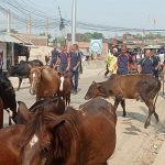 नेपालगन्जमा रहेका छाडा गाई-गाेरू कान्जीहाउस लगिंदै