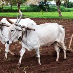 ९३ प्रतिशत किसान सरकारी अनुदानकाे पहुँच बाहिरै