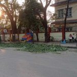 हुर्केका बयश्क रुख जथाभावी काटेपछि सर्वत्र आलोचना
