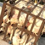 प्रहरीद्वारा तस्करीको कुखुरा बरामद