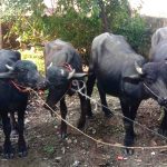 तस्करी गरि ल्याउँदै गरिएको चार जिउ राँगा प्रहरी नियन्त्रणमा