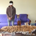 नेपालगञ्जबाट पाटे बाघको छालासहित सुर्खेतका एक युवक पक्राउ
