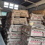 बाँकेमा ६ लाख बराबरको अबैध कुखुराको चल्ला बरामद