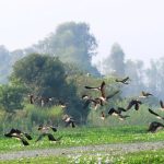 बाँकेमा २० प्रजातिका चरा भेटिए