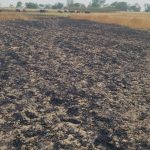 कोल्हीमा आगलागी हुँदा चार लाख बराबरको गहुँ जलेर खरानी