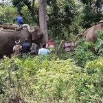 चितुवा नियन्त्रणमा लिन श्यामकलि र शान्ती कलि परिचालन