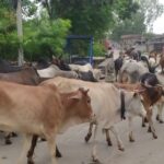 उपमहानगरले ५५ पशुचौपायालाई पुर्यायो काञ्जीहाउस