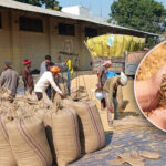 किसानको धानमा ‘कार्टेलिङ’ बढ्दै