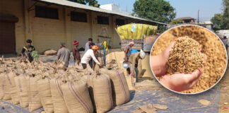 किसानको धानमा ‘कार्टेलिङ’ बढ्दै