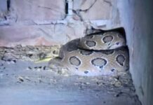 बाँकेमा विषालु सर्पकाे बिगबिगी