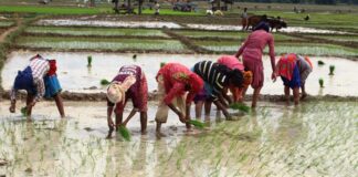 अकाशे पानीको भरमा बाँकेमा १८ प्रतिशत मात्र रोपाइँ