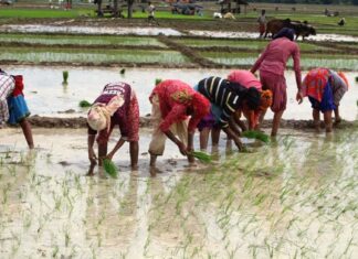 अकाशे पानीको भरमा बाँकेमा १८ प्रतिशत मात्र रोपाइँ