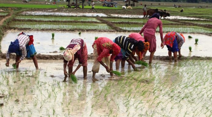 अकाशे पानीको भरमा बाँकेमा १८ प्रतिशत मात्र रोपाइँ