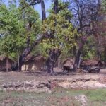 बाँकेमा करिब चार हजार घरटहरा वन क्षेत्रमा निर्माण