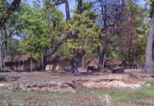 बाँकेमा करिब चार हजार घरटहरा वन क्षेत्रमा निर्माण